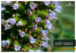 EL TAJINASTE AZUL DE GRAN CANARIA. La flor de la vida